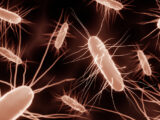 AdobeStock Bacteria Online